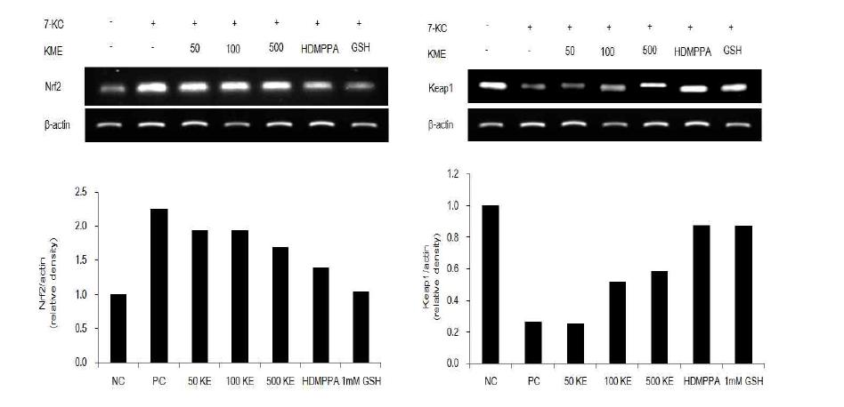 Kimchi methanol extracts (KME) and HDMPPA inhibit Nrf2 and increase Keap1 expression in macrophage RAW264.7 cell.