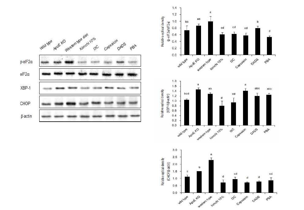 Protein expression of ER stress markers in the liver of mice fed Kimchi and its main active components at 12 weeks.