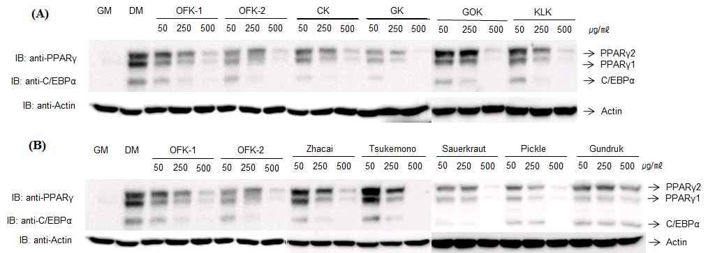 Effects of FDE and KE on protein expression of transcription factor in differentiating adipocyte.