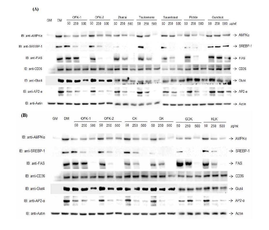 Effects of FDE and KE on protein expression of lipid accumulation related factors in differentiating adipocyte.