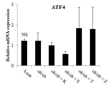 ATF4 mRNA expression of mice fed pickled vegetable foods of the world for 12 weeks.