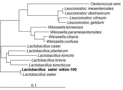 Representative phylogenetic tree showing the position of strain wikim-100, Lactobacillus species and related bacteria on the basis of 16S rDNA sequences.