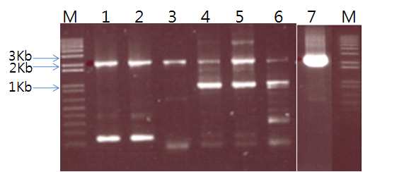 PCR amplicons from PrM/E genes of flaviviruses. Lane M, 1Kb plus DNA ladder; lanes 1-2, JEV PrM/E; lane 3, DEN2 PrM/E; lanes 4-5, WNV PrM/E; lane 6, YFV PrM/E; lane 7, TBEV PrM/E.
