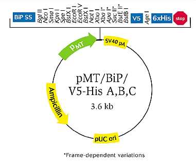 Map of pMT/BiP/V5-His vector