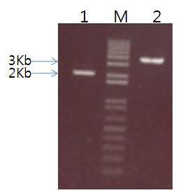 Agarose gel analysis of pMT/BiP/V5-His & PCR product of JEV PrM/E digested with KpnI and EcoRI