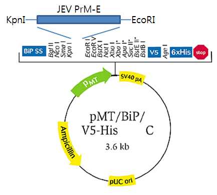 Construction of PrM/E cDNA clone of JEV