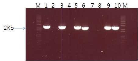 Identification of positive clones using colony PCR method