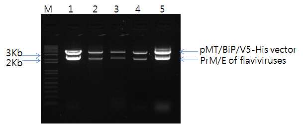 Confirmation of vector and inserts for construction of the plasmid pMT/BiP/V5-His containing with flaviviruses prM/E