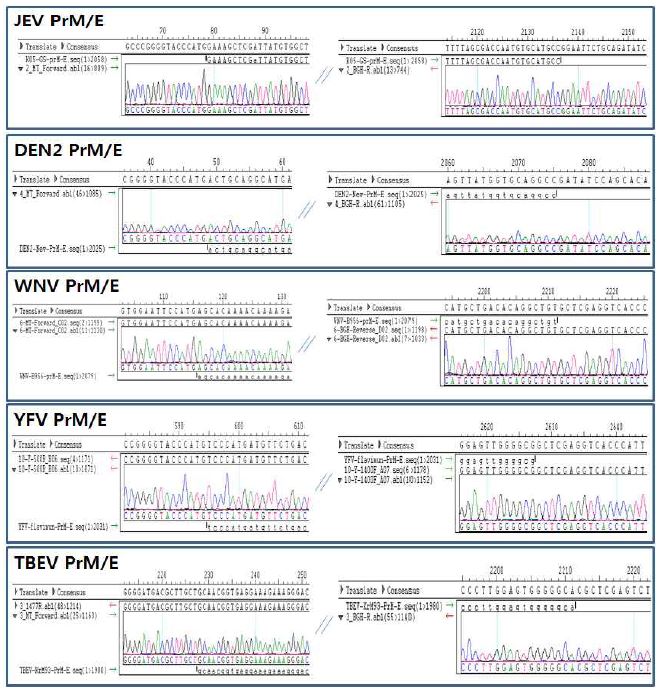 Sequence analysis of PrM/E genes of flaviviruses.