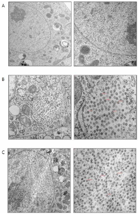 Electron microscopy graphs of flavivirus VLP from Drosophila S2 cells transfected with pMT/JEV/PrM-E(B), pMT/DEN2/PrM-E(C), pMT/WNV/PrM-E(D), pMT/TBEV/PrM-E(E), and pMT/YFV/PrM-E(F). Flavivirus VLPs (diameter 35~45nm) purified from mock-transfected control cell (A) and cell pellets (B-F). Scale bar is shown at the bottom