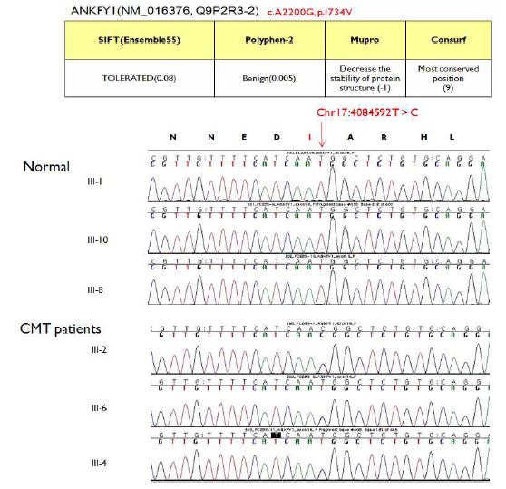 FC283 가족의 원인 돌연변이로 추정되는 ANKFY1 변이