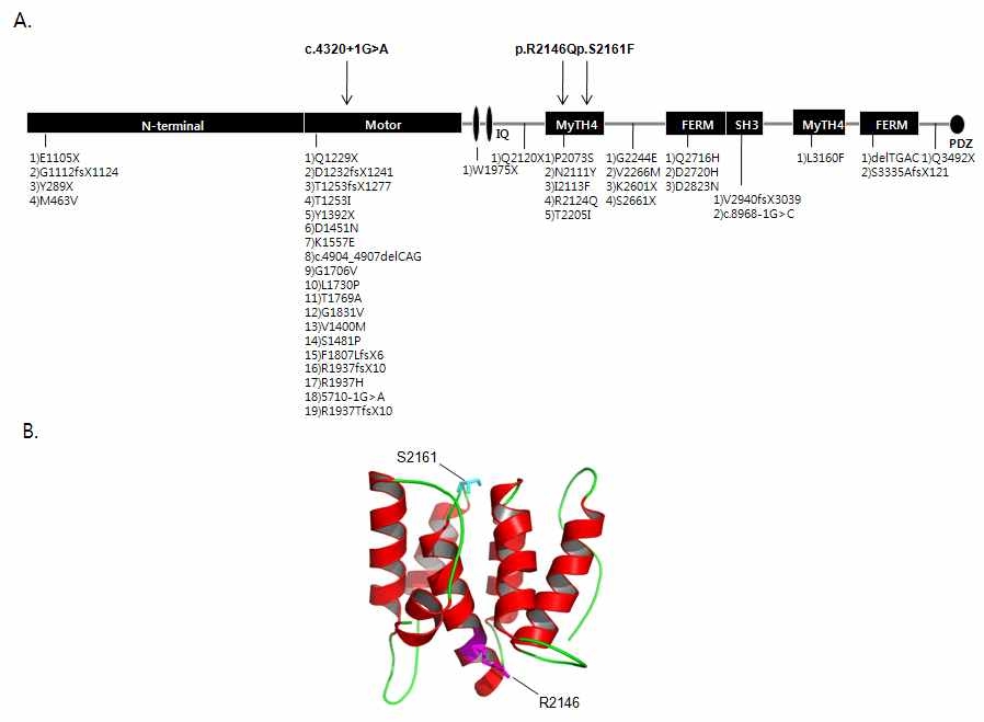 MYO15A gene structure and 3D model of MyTH4 domain