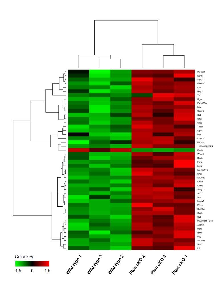 Micoarray를 수행하여 얻어진 46개의 차별 발현하는 유전자 목록 E14.5의 mouse inner ear에서 wild-type 과 비교시 Pten CKO mice 군에서 FDR=0으로 분석했을 때 선별된 46개 유전자들의 Hierarchical clustering 결과