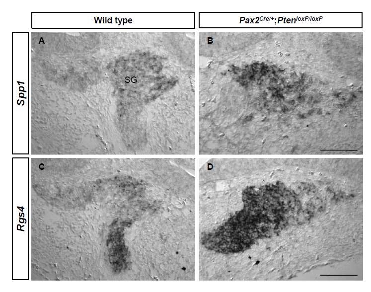 E14.5 Pten CKO mice 의 내이에서 in situ hybridization을 이용한 Spp1과Rgs4 의 증가된 발현양상