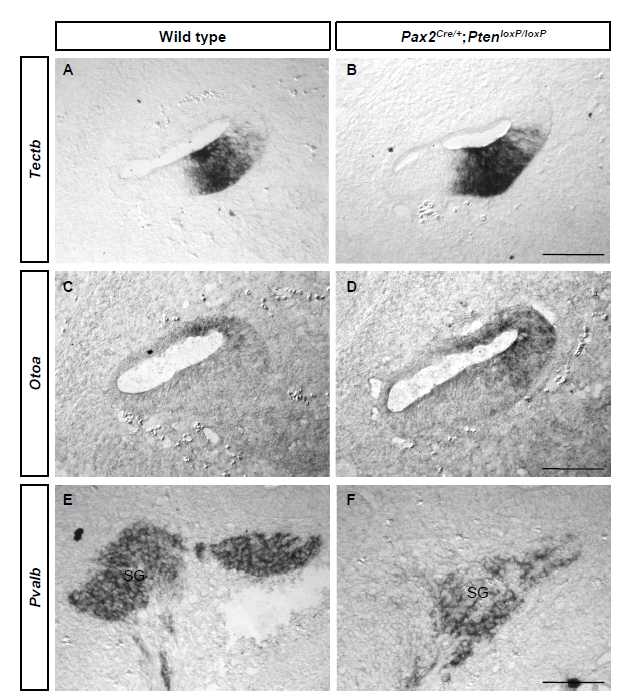 E14.5 Pten CKO mice 내이에서 in situ hybridization을 이용한 Tectb, Otoa, Pvalb 의 발현양상