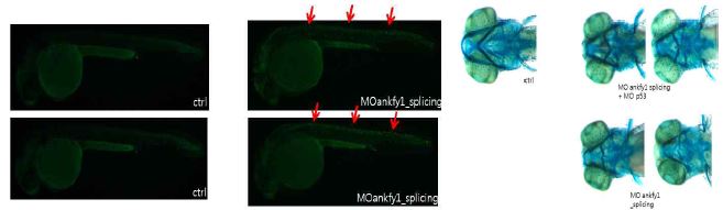 <Ankfy1 knockdown effects cartilage development at 5엘