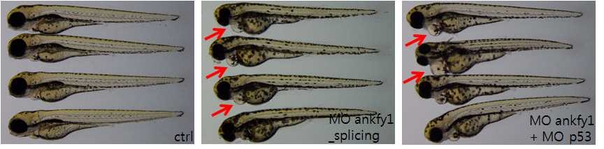 Ankfy1 knockdown induces morphological defects including pericardiac effusion and small eyes at 3엘