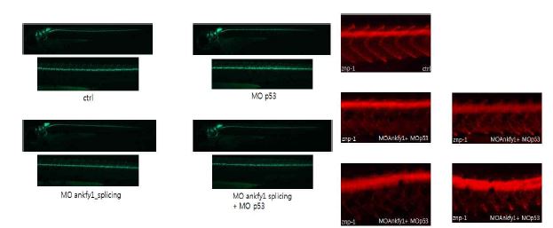 Ankfy1 KO affects neuromuscular development