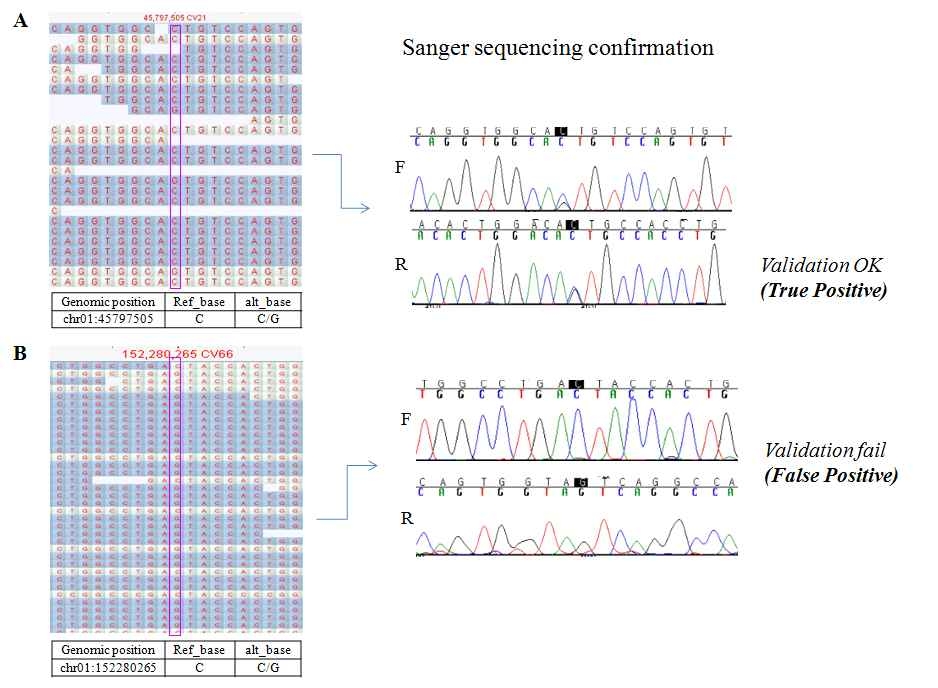 Sanger sequencing traces for both a true-positive and a false-positive variant call