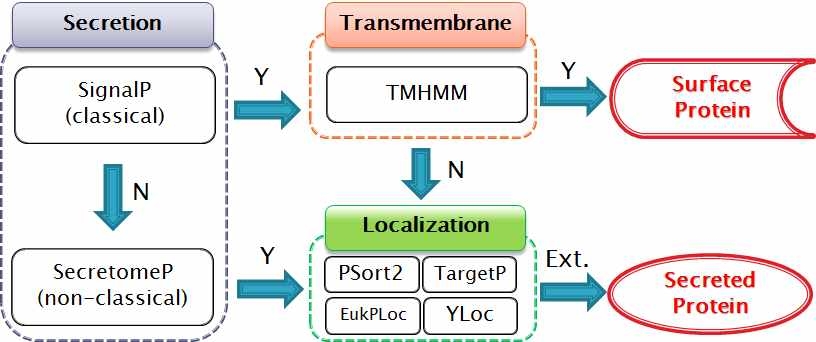 분비단백질 예측 모식도.