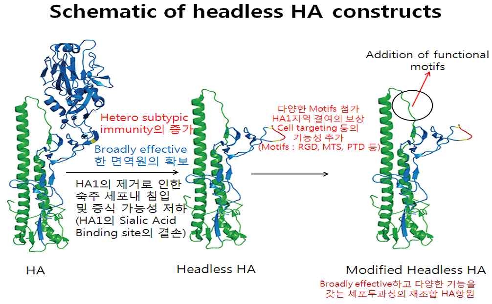 Headless HA viral strain 개발을 위한 HA의 제작과정