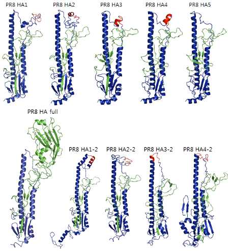 H1N1형의 인플루엔자바이러스인 A/Puerto Rico/8/1934 strain의 구조를 기반으로 디자인 선별된 Headless HA, 파란색은 HA2 부위를 녹색은 제거되고 남은 HA1 부위, 붉은 색은 제거된 HA1을 대신해 삽입된 peptide motif를 나타낸다
