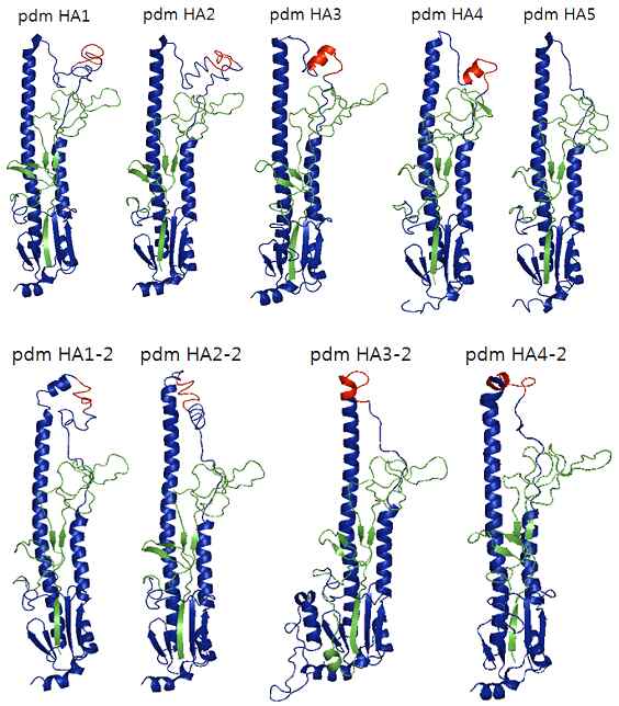 2009년 대유행하였던 A(H1N1)pdm09 형 바이러스인 crystal 구조를 기반으로 디자인 선별된 Headless HA, 파란색은 HA2 부위를 녹색은 제거되고 남은 HA1 부위를, 붉은 색은 HA1을 대신해 삽입된 peptide motif를 나타낸다.
