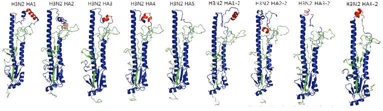 H3N2형 인플루엔자바이러스를 대표하는 A/HK/1/1968 바이러스의 구조를 반으로 디자인 선별된 Headless HA, 파란색은 HA2 부위를 녹색은 제거되고 남음 HA1 부위, 붉은 색은 제거된 HA1을 대신해 삽입된 기능성 peptide motif를 나타낸다.