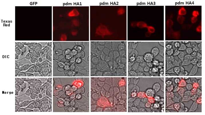 A(H1N1)pdm09형 바이러스의 Headless HA유전자를 단백질 발현확인 가능한 halo-tag vector에 옮긴 후 MDCK 세포에 transfection한 후 Halo-tag 특이적인 형광 리간드로 염색하여 형광현미경으로 관찰한 결과