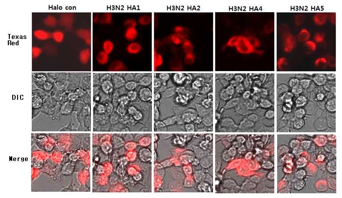 H3N2형 바이러스의 Headless HA유전자를 단백질 발현확인 가능한 halo-tag vector에 옮긴 후 MDCK 세포에 transfection한 후 Halo-tag 특이적인 형광 리간드로 염색하여 형광현미경으로 관찰한 결과