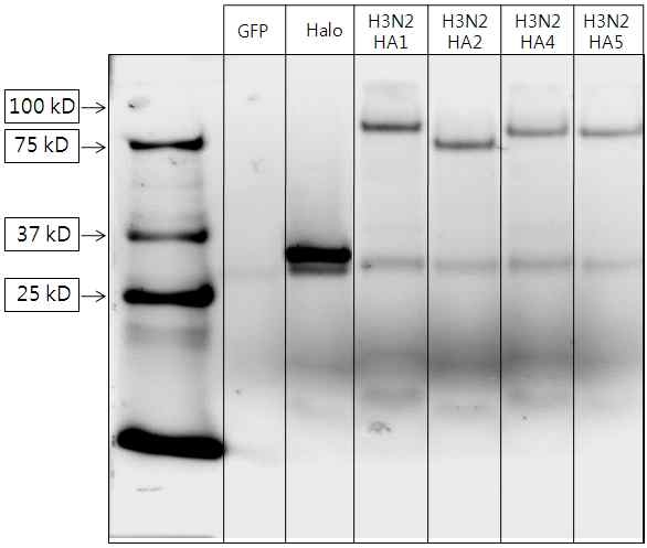 H3N2형 바이러스의 HA유전자에서 클로닝된 Headless HA의 발현을 유전자가 transfection된 세포 lysate를 SDS-PAGE 후 Gel을 Halo-tag 특이적인 형과 리간드의 염색을 통해 확인함