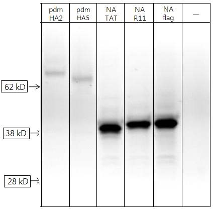 A(H1N1)pdm09형 바이러스의 HA유전자에서 클로닝된 Headless HA의 발현을 유전자가 transfection된 세포 lysate를 SDS-PAGE 후 Gel을 Halo-tag 특이적인 형과 리간드의 염색을 통해 확인함