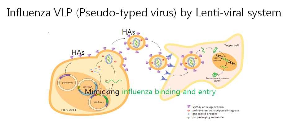 렌티바이러스를 이용한 pseudo-typed virus의 제작 및 응용