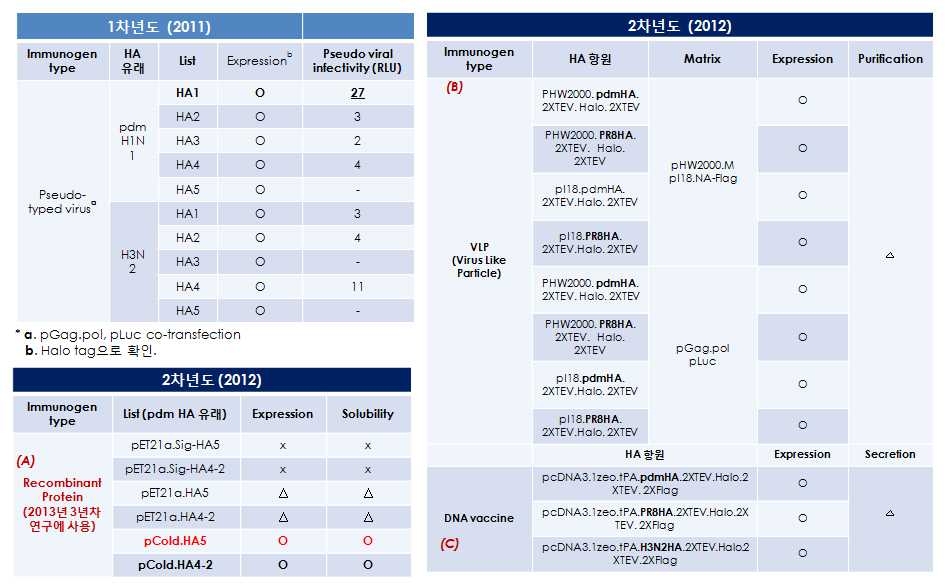 인플루엔자바이러스 Headless-HA기반 면역 항원의 제작