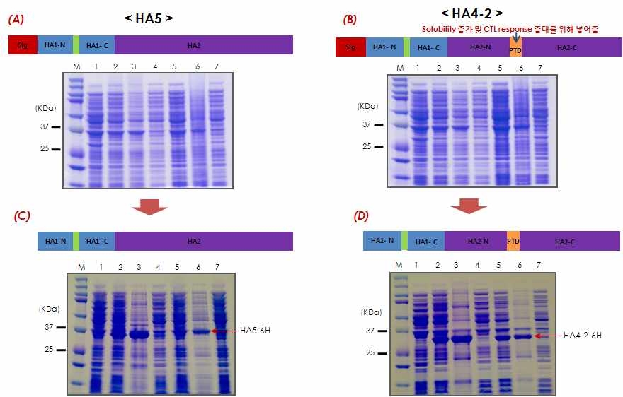 면역항원 Headless HA (HA5, HA4-2)의 디자인 및 대장균에서의 단백질 발현