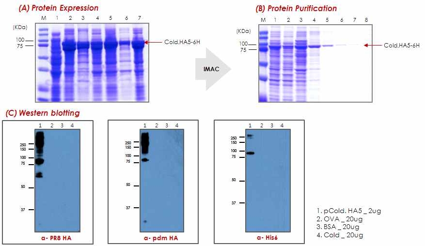 Cold-Headless-HA5 단백질의 발현