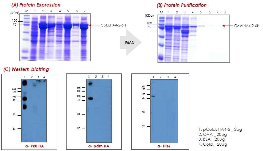 Cold-Headless-HA4-2 단백질의 발현