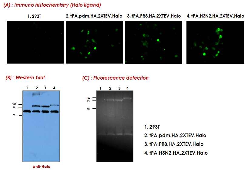 DNA vaccine 항원의 세포내 단백질 발현 확인