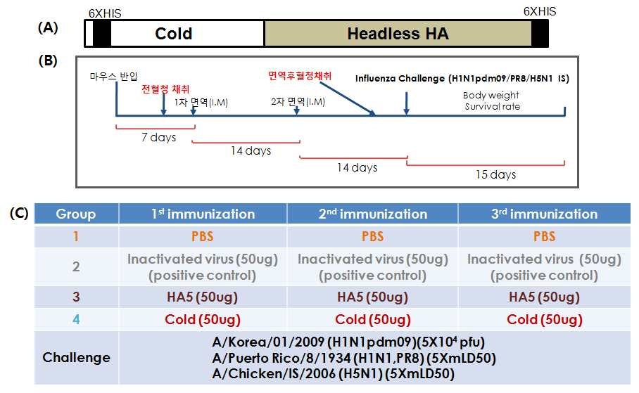 Headless HA기반의 면역항원(HA5)의 모식도와, HSI 유발 효능 평가를 위한 동물실험 일정 및 실험동물그룹