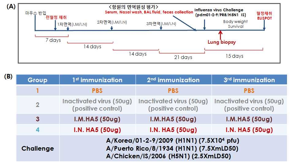 HA5 면역항원의 I.N. 경로의 면역을 통한 HSI 면역 유발능 평가를 위한 동물실험 일정과 실험