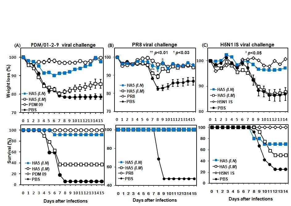 HA5 I.M./I.N. 경로 면역 후, 인플루엔자바이러스에 대한 Hetero-subtypic vrial challenge에 의한 마우스에서의 백신효능 평가