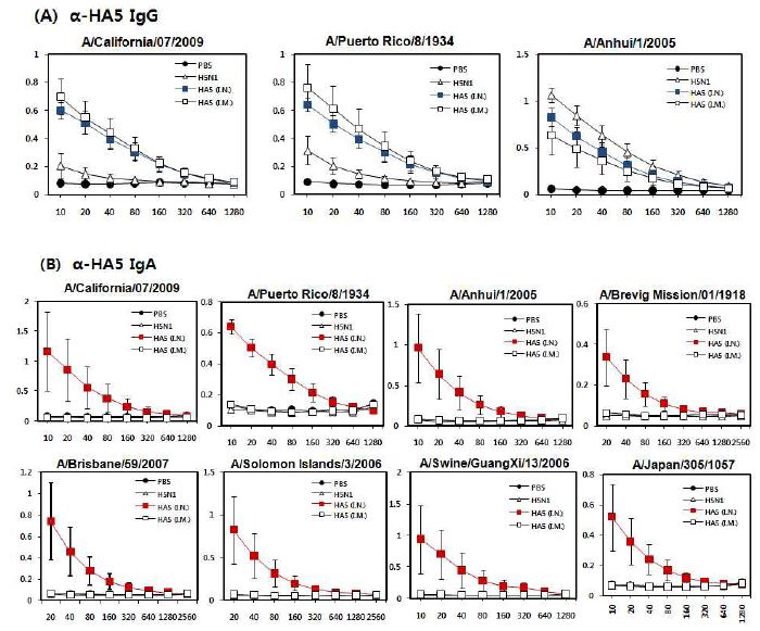 HeadlesHA 면역항원 HA5의 면역경로(I.N./I.M.)에 따른 BALT에서의 인플루엔자바이러스 HA에 대한 항체 IgG/IgA 생성량 비교실험