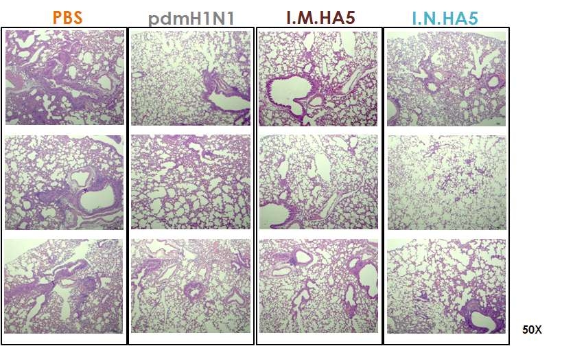 HA5의 I.N. 면역 후, A/Korea/01-2-9/2009 (pdmH1N1) influenza virus 감염에 대한 폐조직 병변 분석 결과