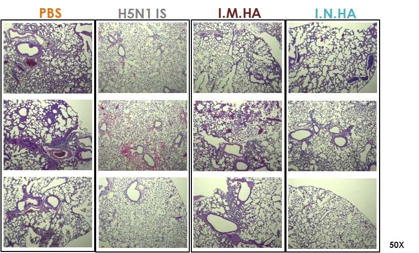 HA5의 I.N. 면역 후, A/Chicken/IS/2006(H5N1) 감염에 대한 폐조직 병변 분석 결과