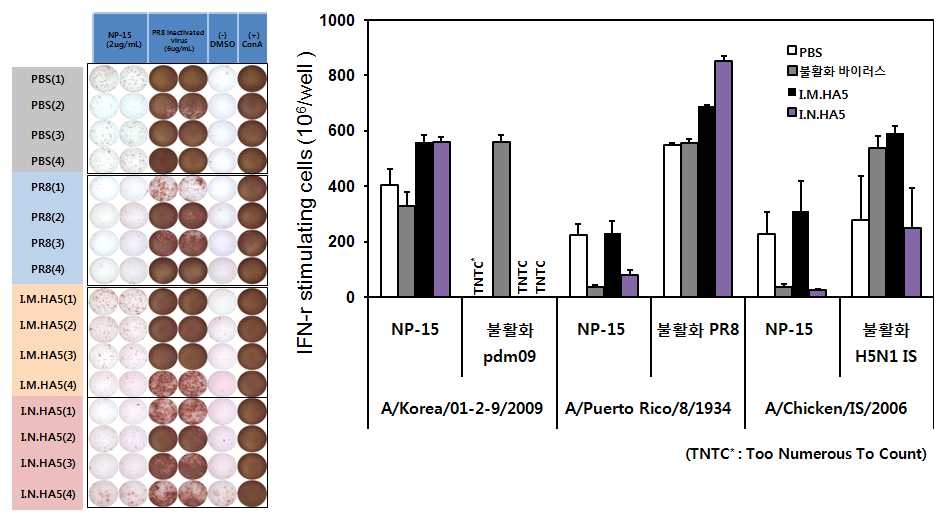 HA5 면역항원의 I.N./I.M. 경로 면역 후 인플루엔자바이러스 감염 특이적 세포성 면역 반응의 측정