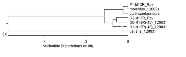 ITS2 염기서열을 이용한 빨간집모기류 간의 phylogenetic tree