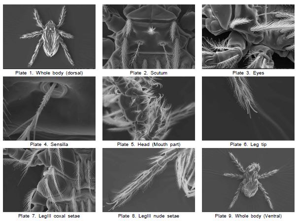 Scanning electron microscopy of L. orientale chigger.