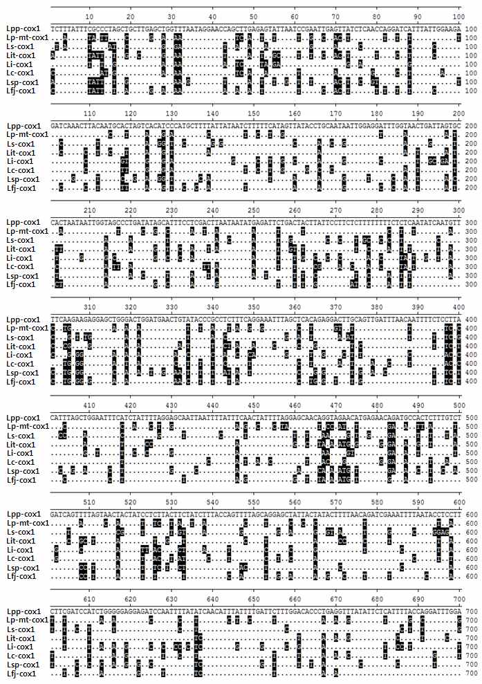 Nucleotide sequence alignment of mitochondrial cytochrome oxydase subunit 1 (cox1) genes of known Leptotrombidium species