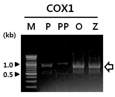 PCR amplification of cox1 genes from four laboratory reared Leptotrombidium species using degenerated primer set. P, L. pallidum; PP, L. palpale; O, L. orientale; Z, L. zetum. M indicates 100 bp DNA ladder.
