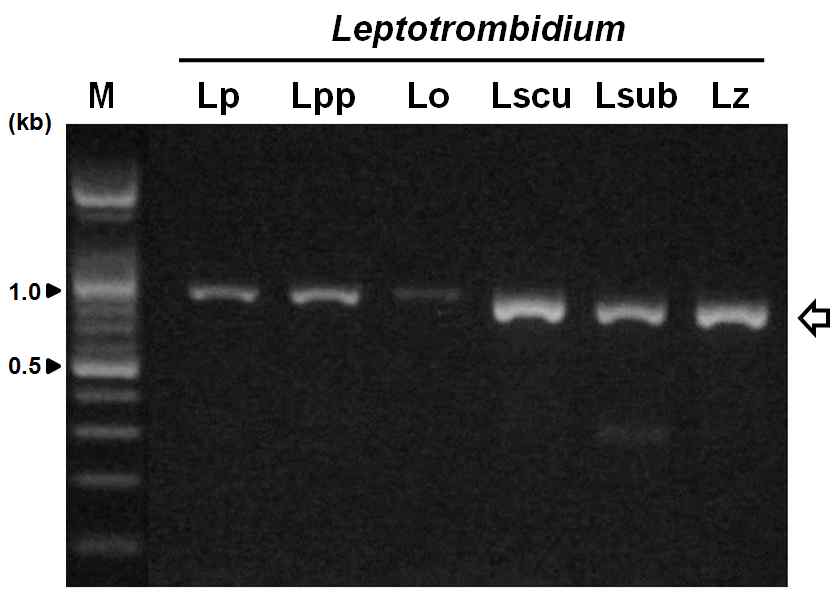 PCR amplification of ITS (Internal transcribed spacer) regions from six Leptotrombidium species using Fw-TITSDG and Re-TITSDG for tick. Lp, L. pallidum; Lpp, L. palpale; Lo, L. orientale; Lscu, L. scutellare; Lsub, L. subintermedium; Lz, L. zetum. M indicates 100 bp DNA ladder